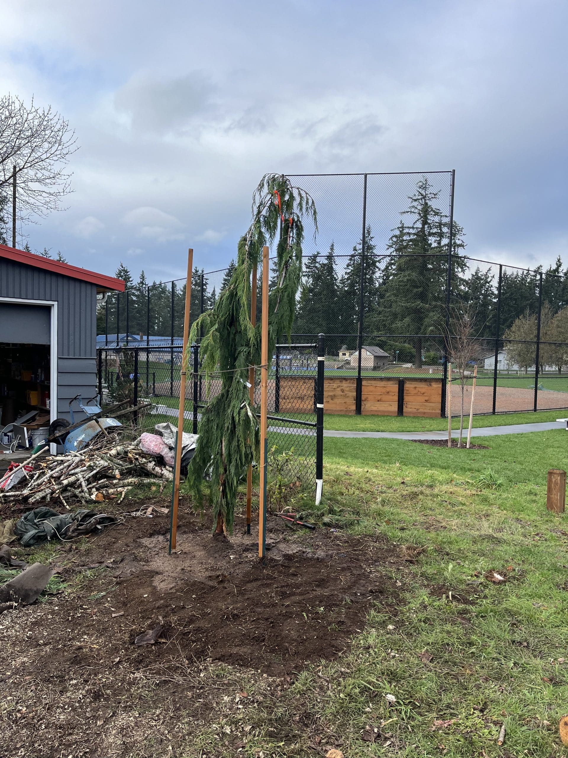 New red cedar planted at Richmond Highlands Park in Shoreline after stump grinding