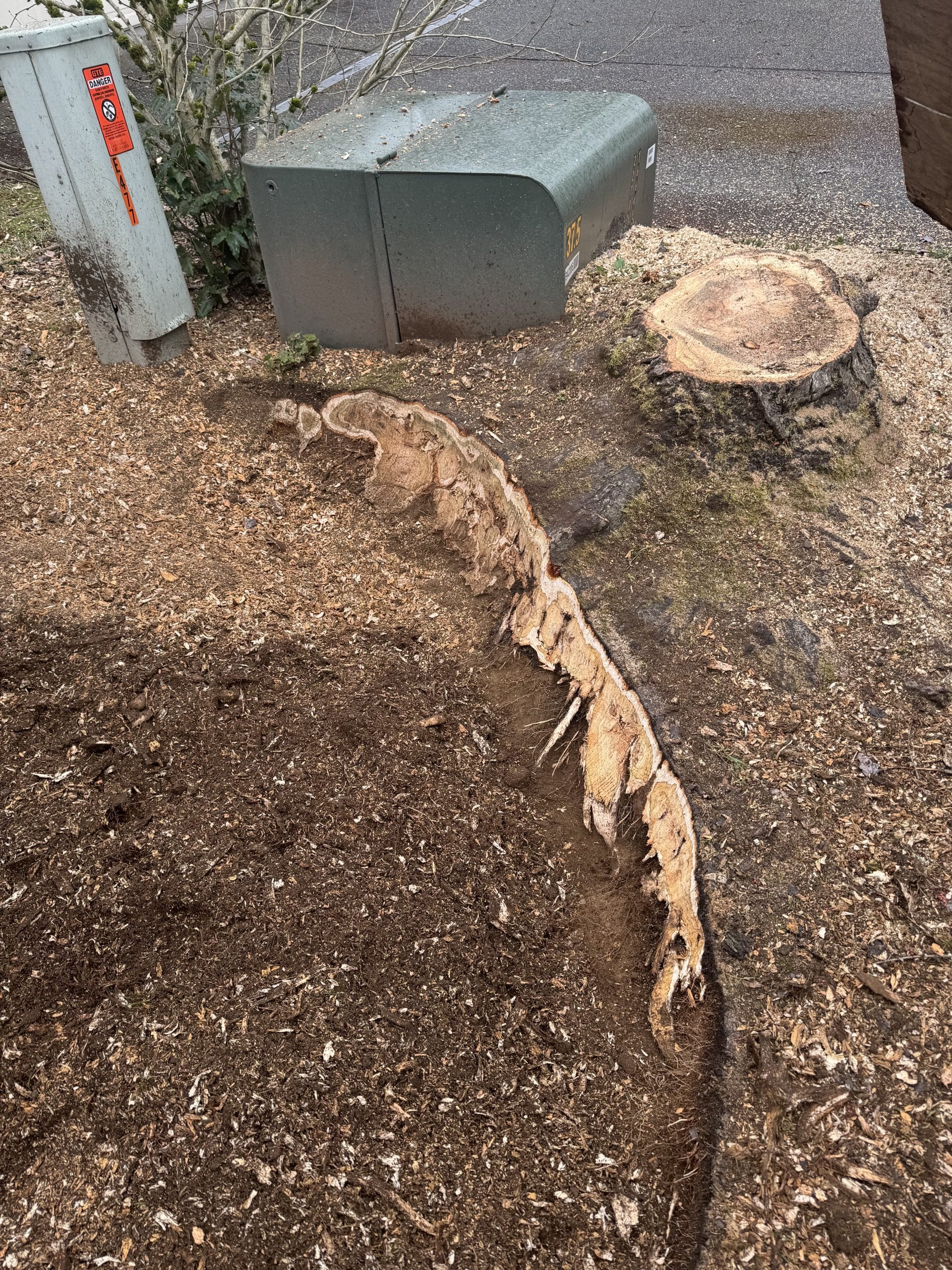 During precision stump grinding in Kirkland WA near electrical utility vault, water lines, and communications infrastructure